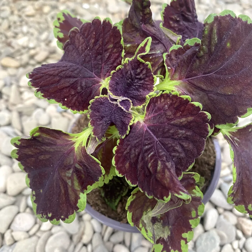 Coleus MS Abbey Road (urzicuta)