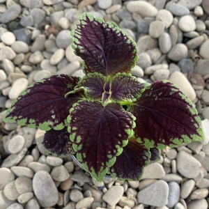 Coleus MS Abbey Road - urzicuta (babyplant)