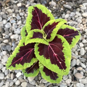 Coleus MS Aligator (urzicuta) * babyplant