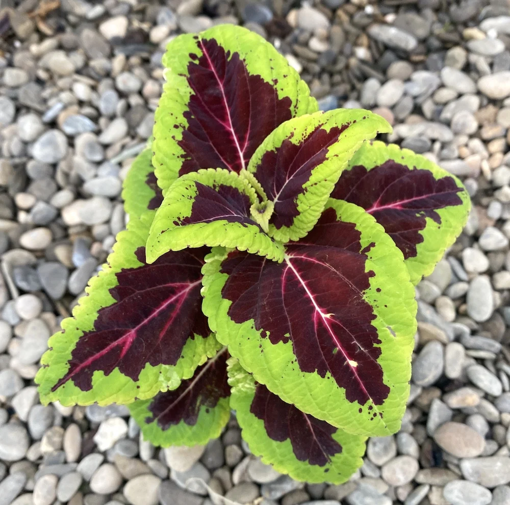 Coleus MS Aligator (urzicuta) * babyplant