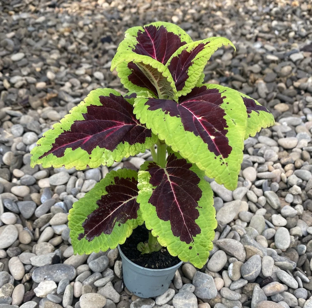 Coleus MS Aligator (urzicuta) * babyplant