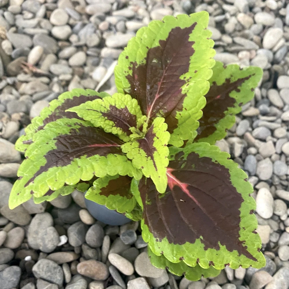Coleus MS Aligator (urzicuta) * babyplant