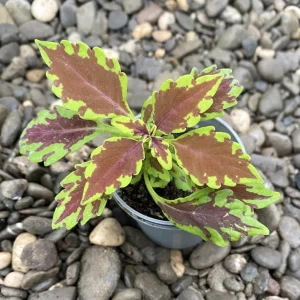 Coleus Royale Apple Brandy (urzicuta)