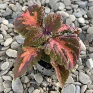 Coleus MS Sunset Boulevard - urzicuta (babyplant)