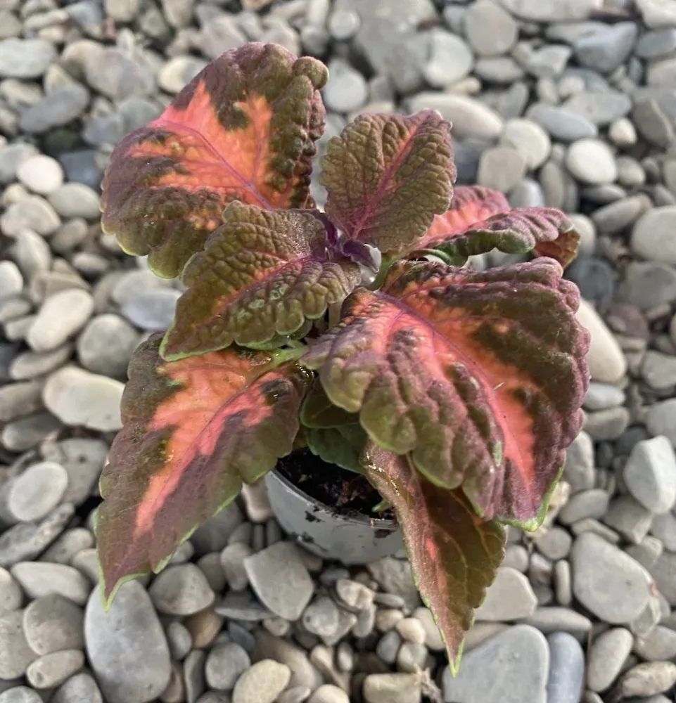 Coleus MS Sunset Boulevard - urzicuta (babyplant)