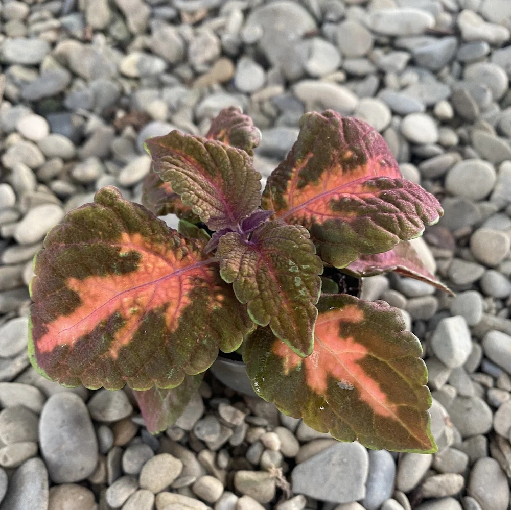 Coleus MS Sunset Boulevard - urzicuta (babyplant)