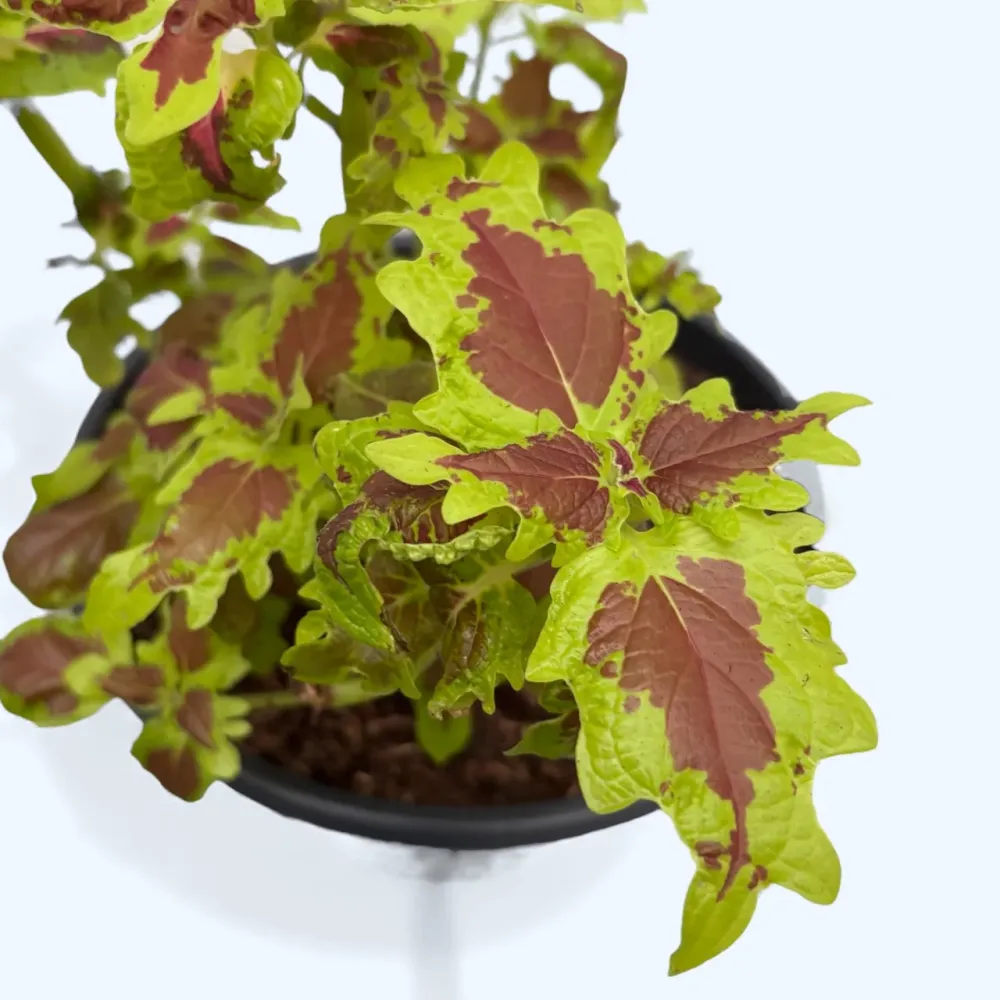 Coleus - urzicuta cu frunzis spectaculos