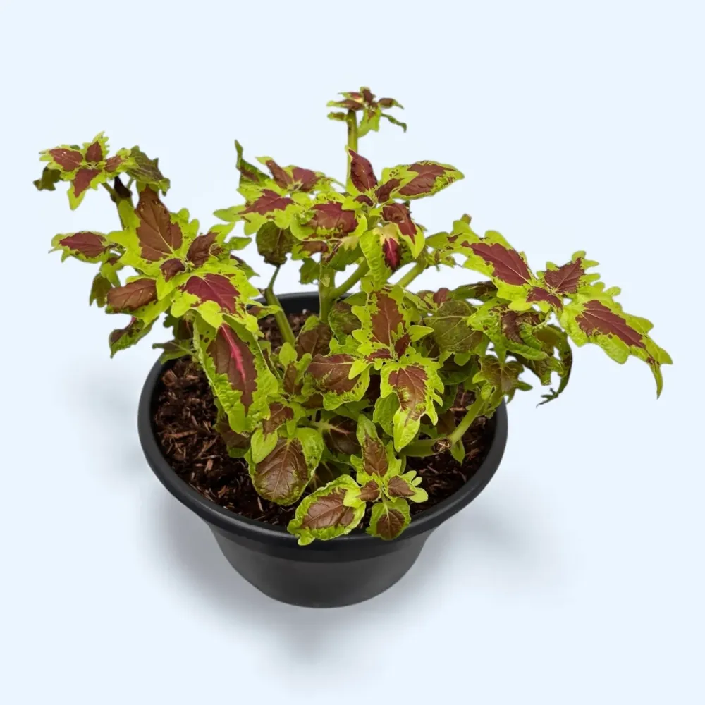 Coleus - urzicuta cu frunzis spectaculos