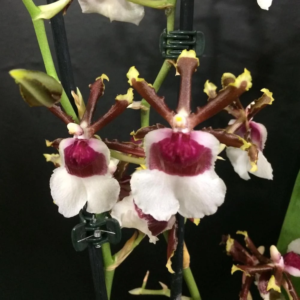 Colmanara Painters Delight parfumata
