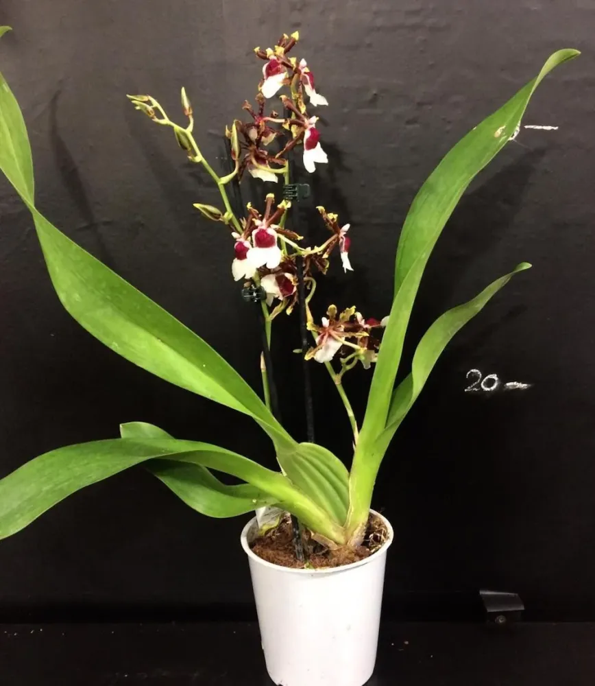 Colmanara Painters Delight parfumata