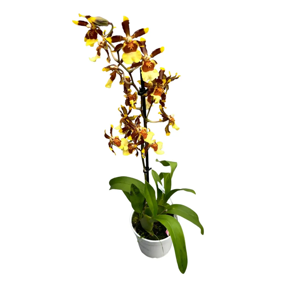 Colmanara tropic Jungle *parfumata