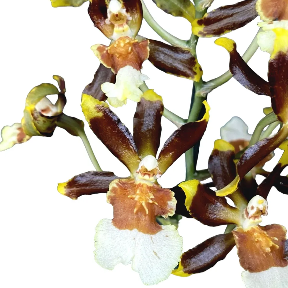 Colmanara tropic Jungle *parfumata