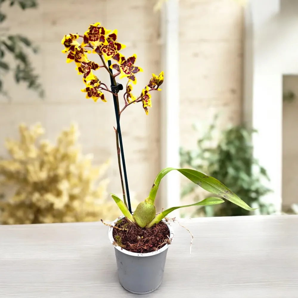 Colmanara Wildcat Yellow Butterfly