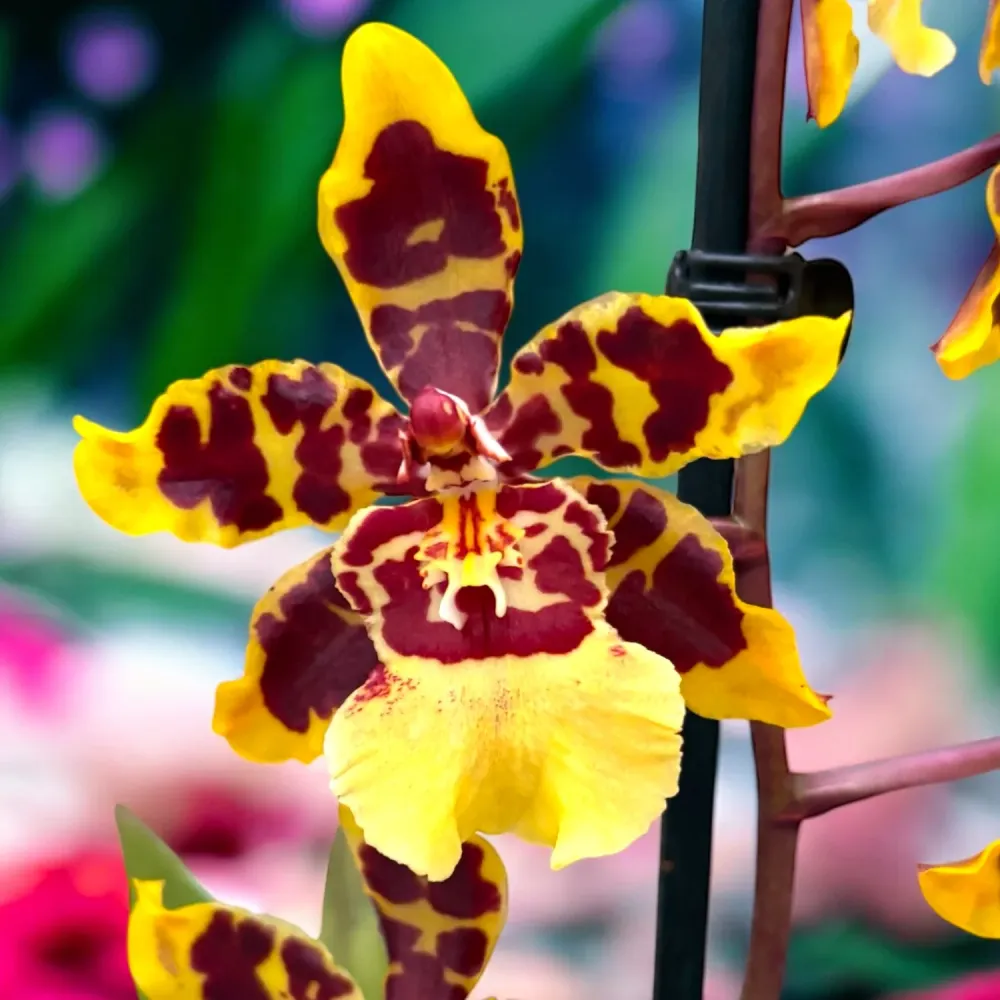 Colmanara Wildcat Yellow Butterfly