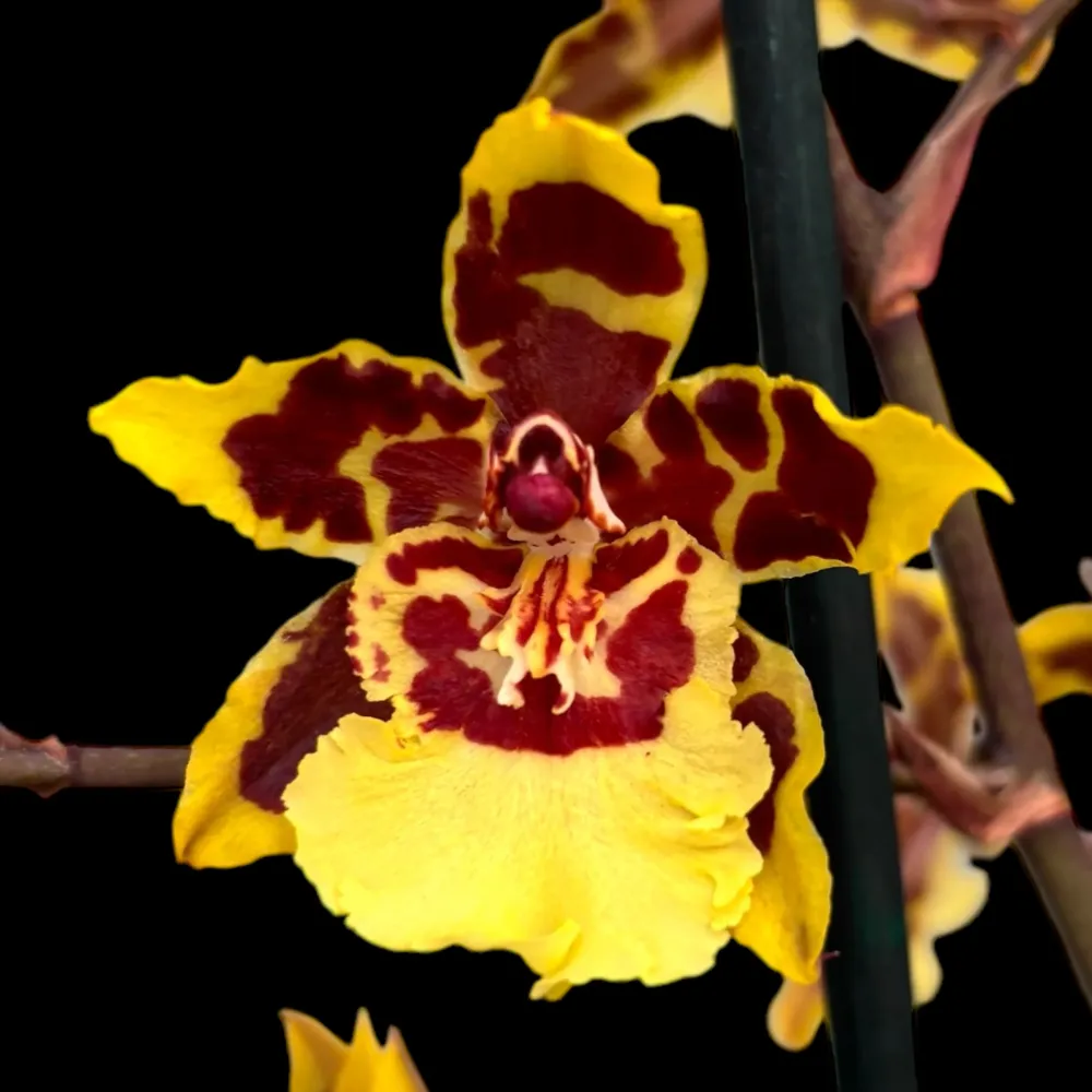 Colmanara Wildcat Yellow Butterfly