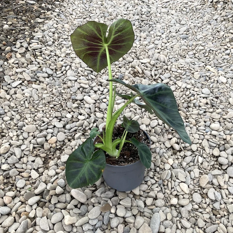 Colocasia esculenta 'Cintho Aloha'