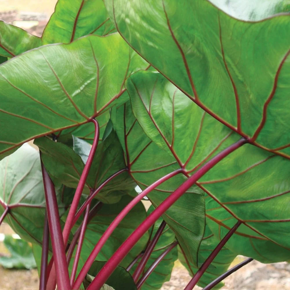 Colocasia esculenta 'Hawaiian Punch' (2 plante/ghiveci)