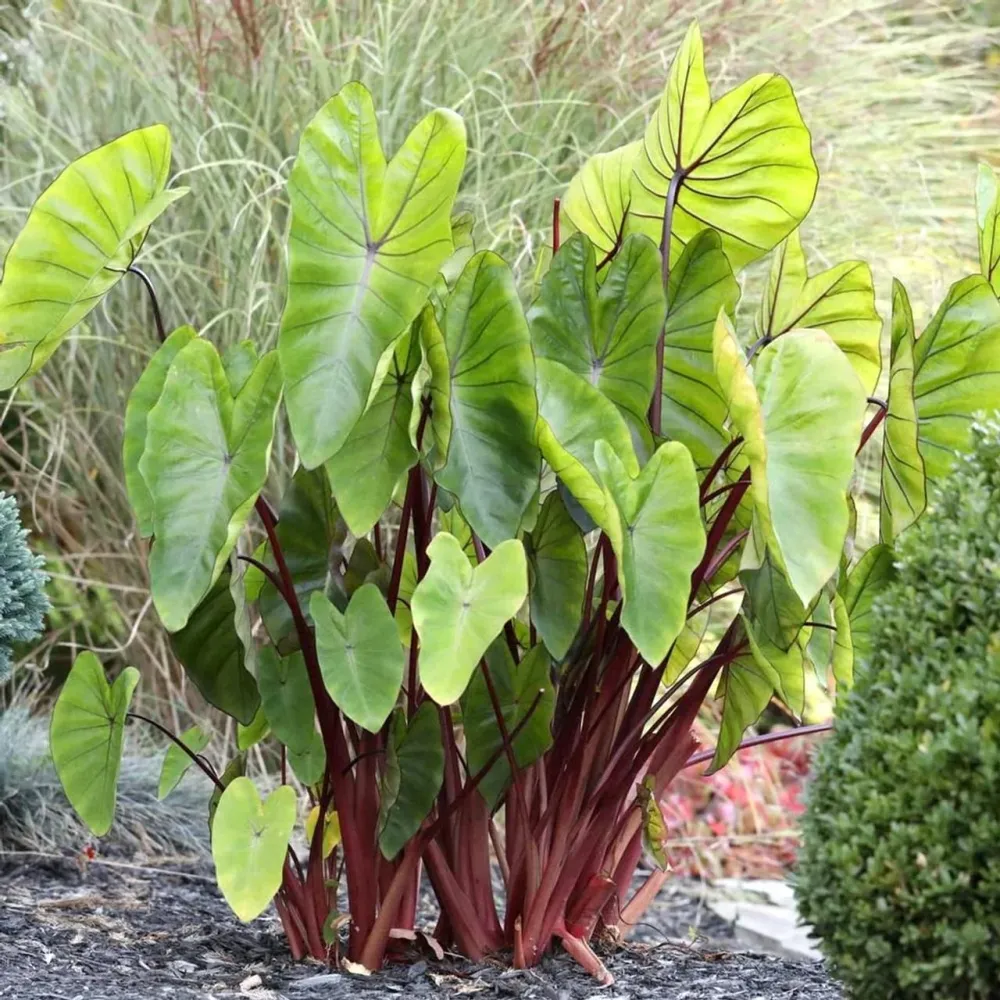 Colocasia esculenta 'Hawaiian Punch' (2 plante/ghiveci)