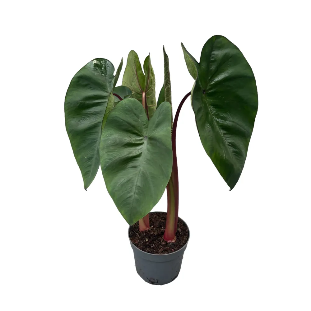 Colocasia esculenta 'Hawaiian Punch' (2 plante/ghiveci)