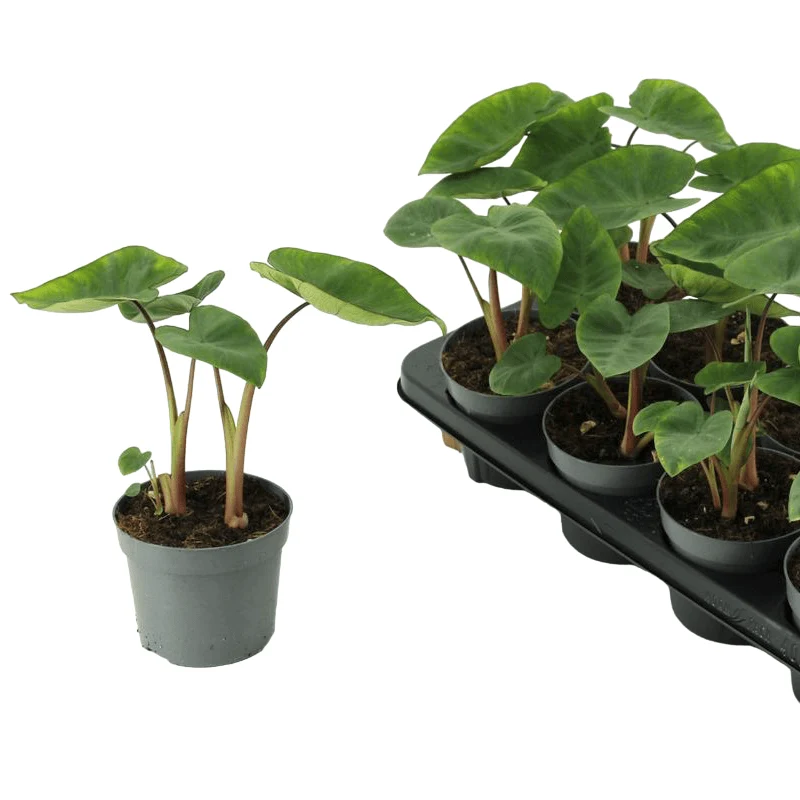 Colocasia esculenta 'Hawaiian Punch' (2 plante/ghiveci)