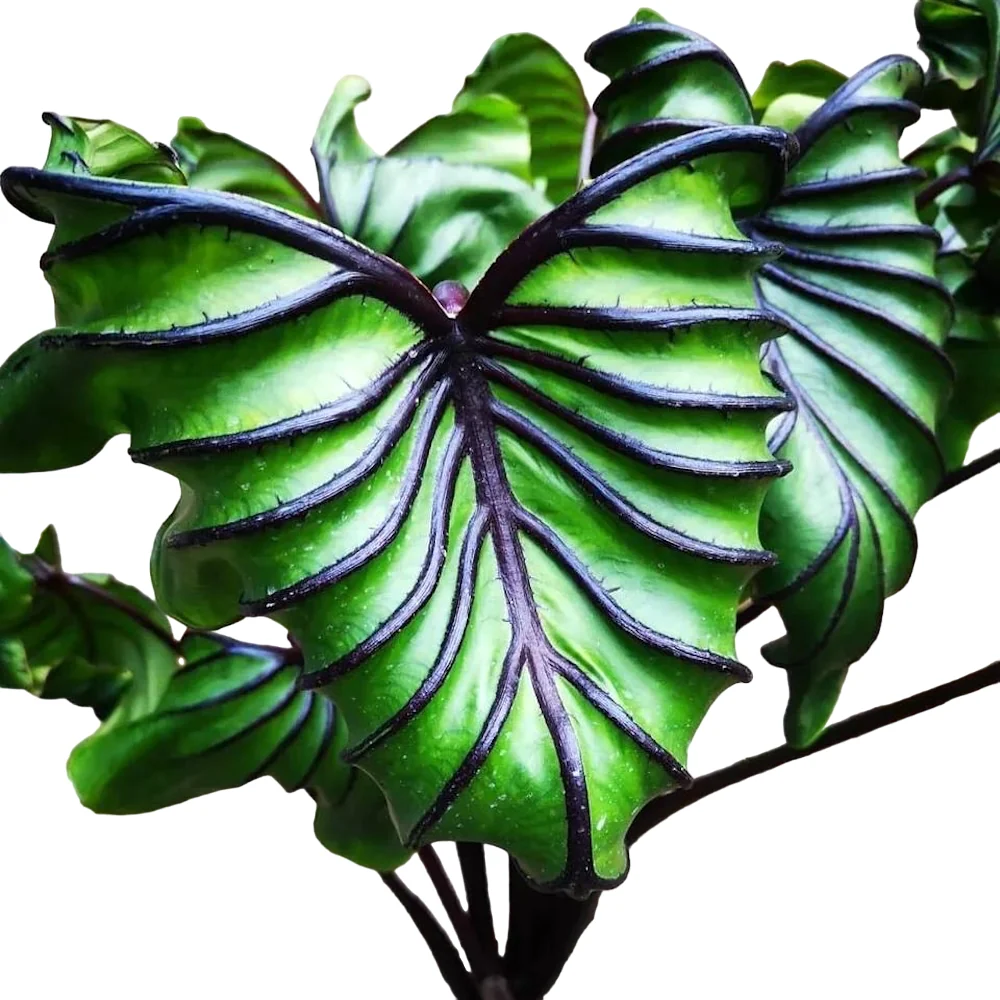 Colocasia esculenta 'Pharaohs Mask'® (2 plante/ghiveci)