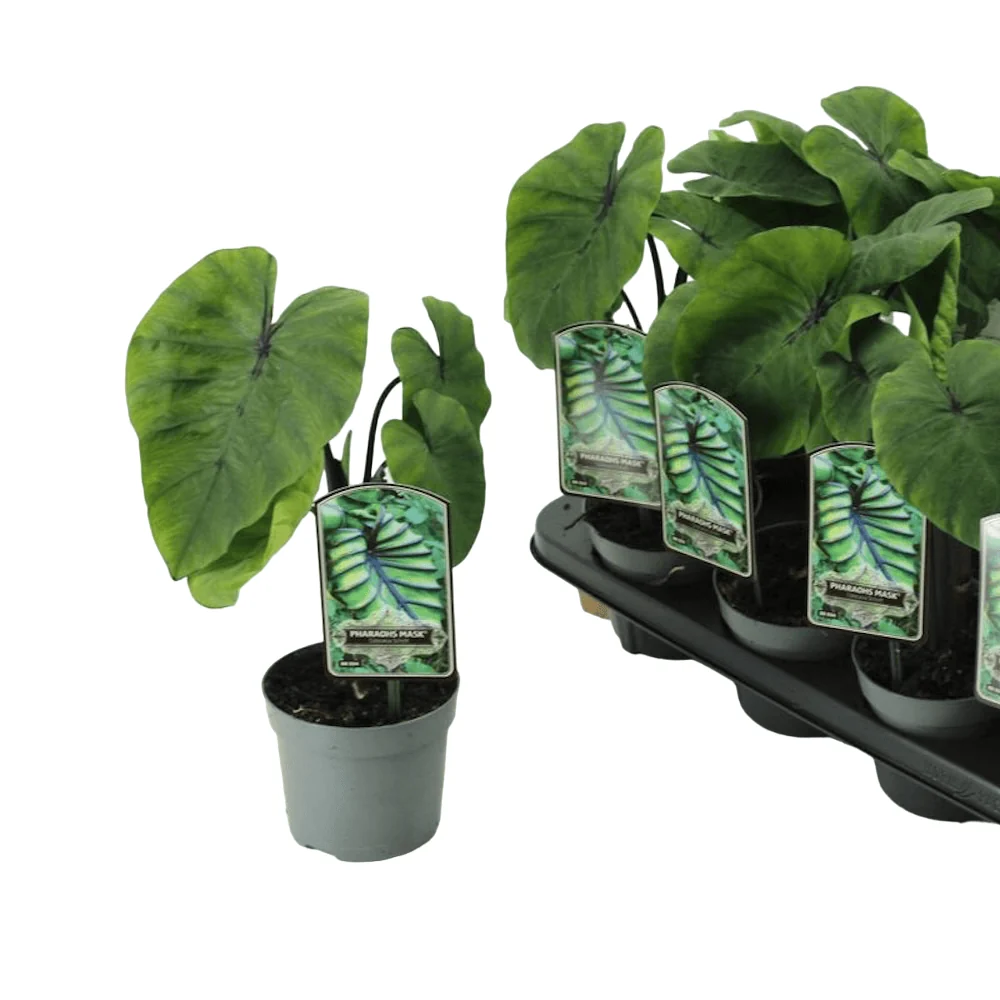 Colocasia esculenta 'Pharaohs Mask'® (2 plante/ghiveci)