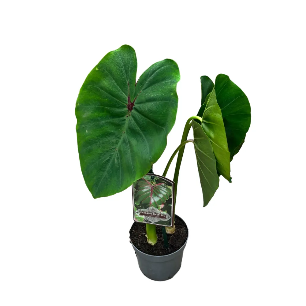 Colocasia esculenta 'Pharaohs Mask Red '® (2 plante/ghiveci)
