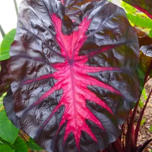 Colocasia esculenta 'Redemption' (2 plante/ghiveci)