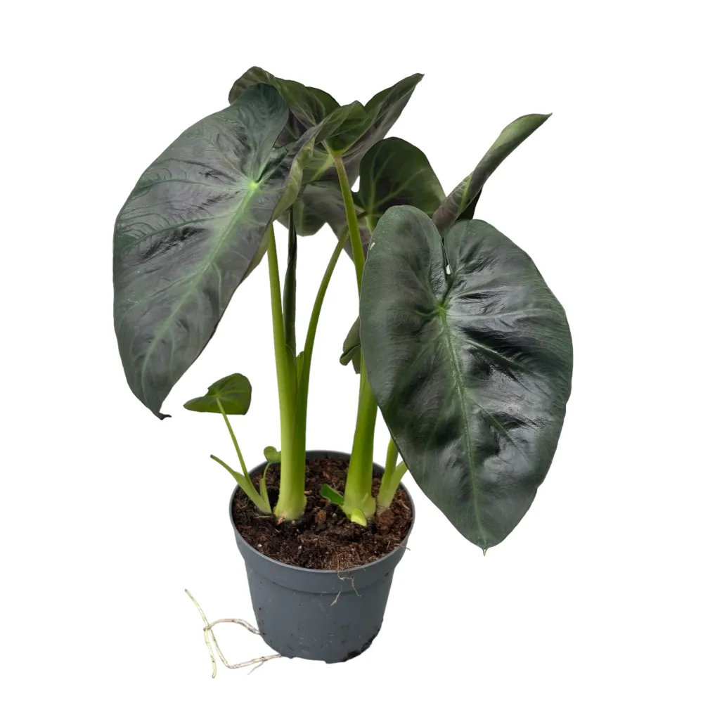 Colocasia esculenta Royal Hawaiian® 'Aloha' (2 plante/ghiveci)