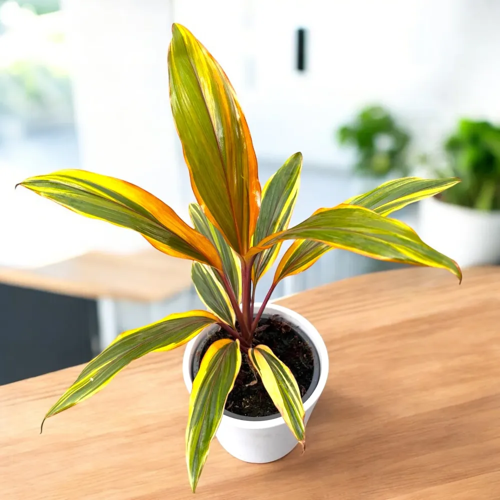 Cordyline ‘Caramel Queen’