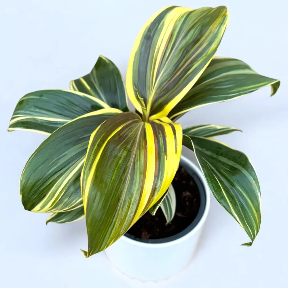 Cordyline ‘Chocolate Queen’ – planta tropicala cu frunzis inchis, tonuri elegante de burgund si verde