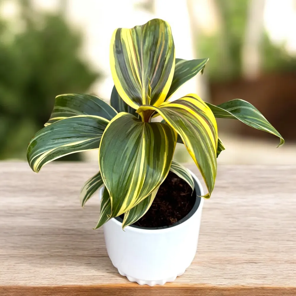 Cordyline ‘Chocolate Queen’ – planta tropicala cu frunzis inchis, tonuri elegante de burgund si verde