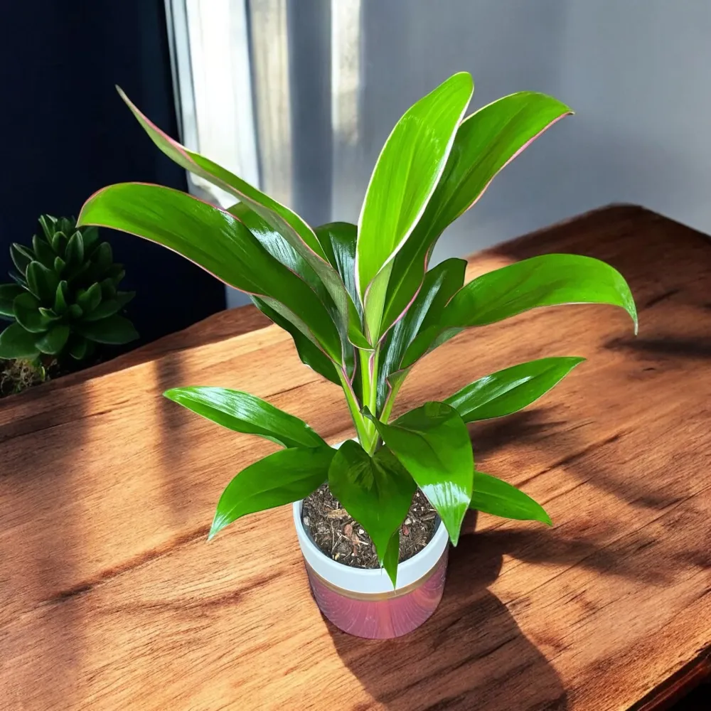 Cordyline fruticosa 'Geraldo' (Lucky Plant) - planta norocoasa