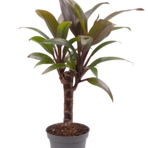 Cordyline fruticosa 'Purple Compacta'*babyplant