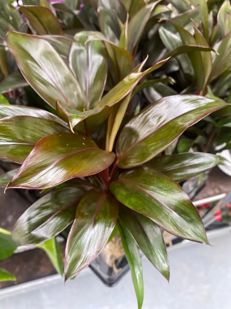 Cordyline fruticosa 'Purple Compacta'*babyplant