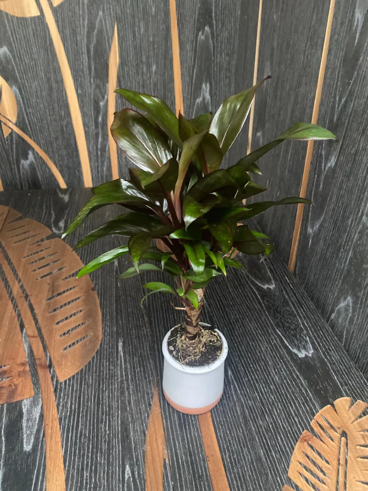 Cordyline fruticosa 'Purple Compacta'*babyplant