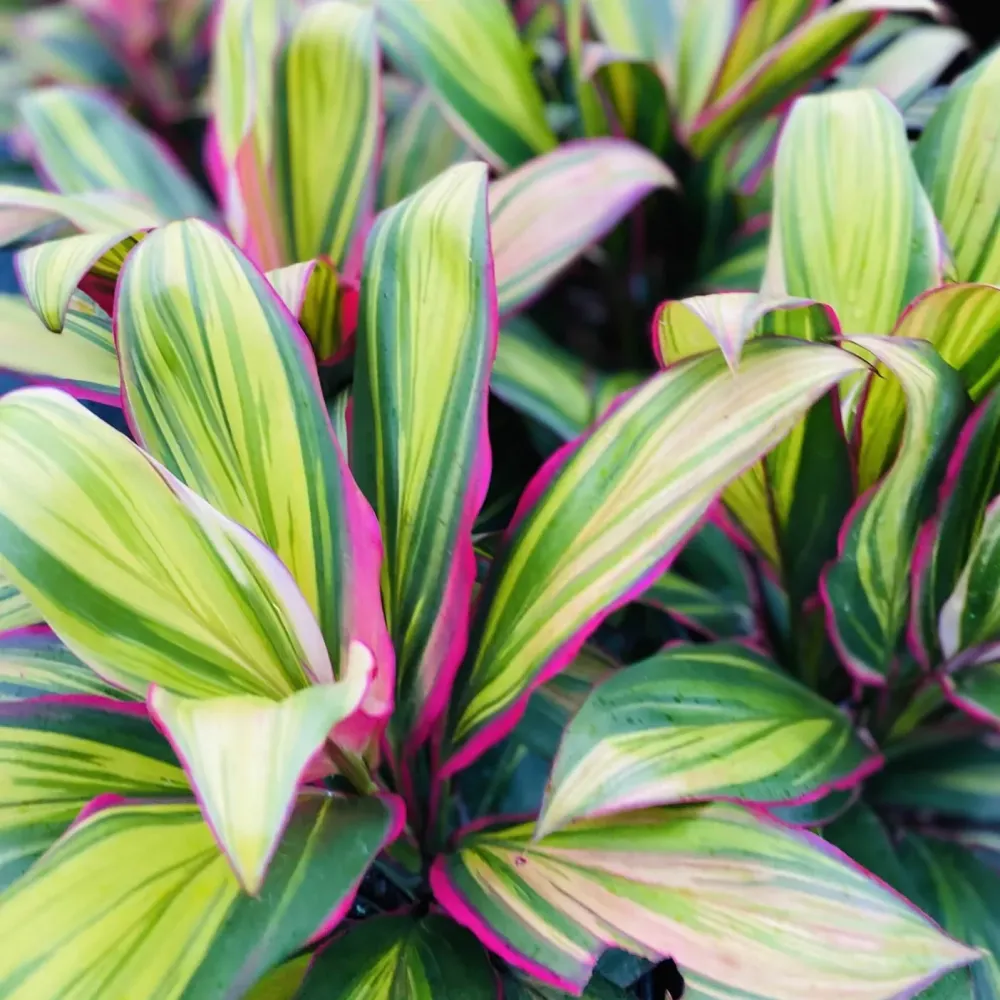 Cordyline ‘Kiwi’ – planta decorativa de interior cu frunze 3 culori