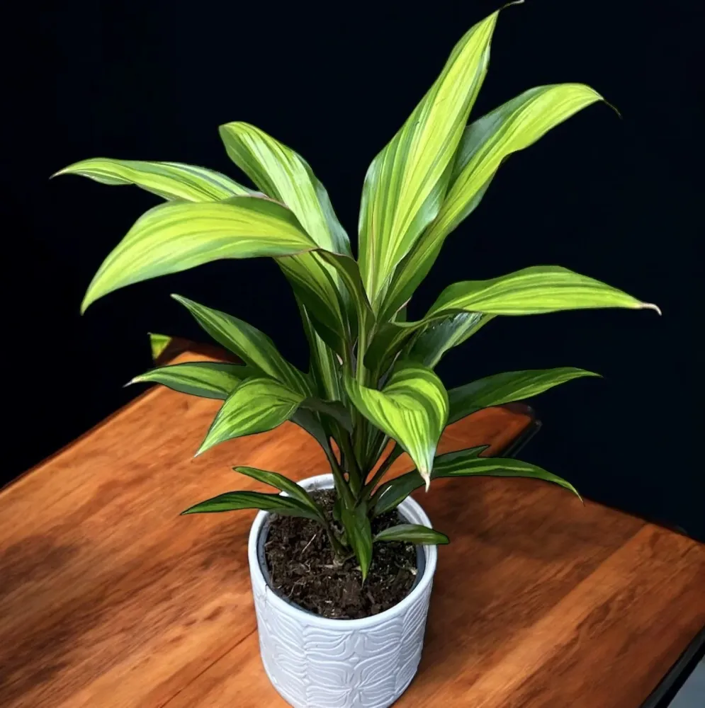 Cordyline ‘Kiwi’ – planta decorativa de interior cu frunze 3 culori