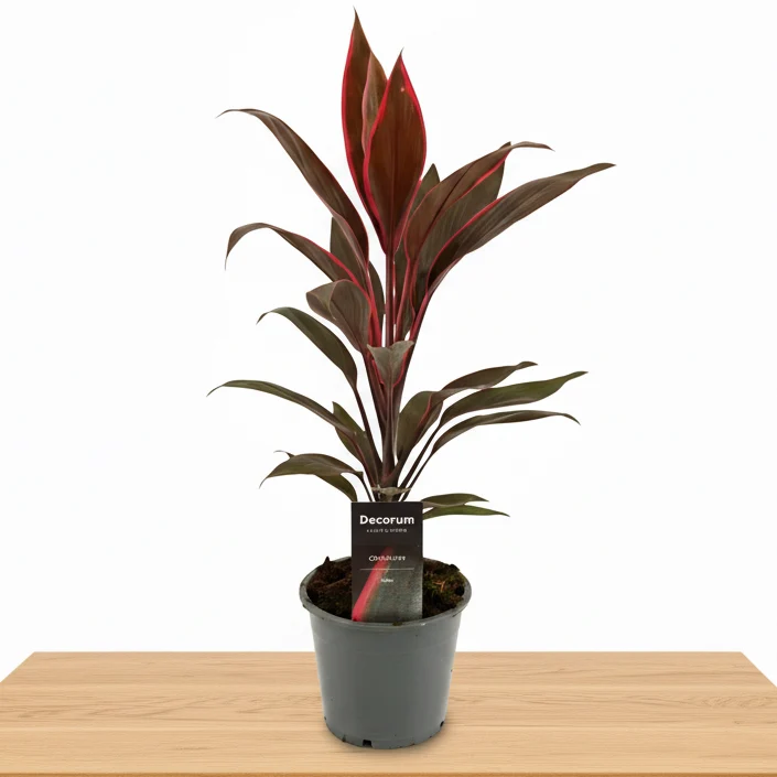 Cordyline ‘Mambo’ - planta tropicala de interior