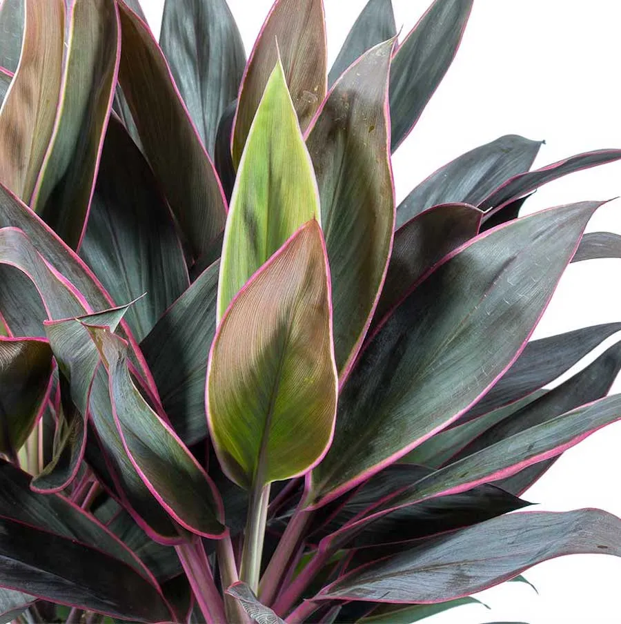 Cordyline ‘Rumba’ – cordilina tropicala cu frunze colorate, simbol al norocului