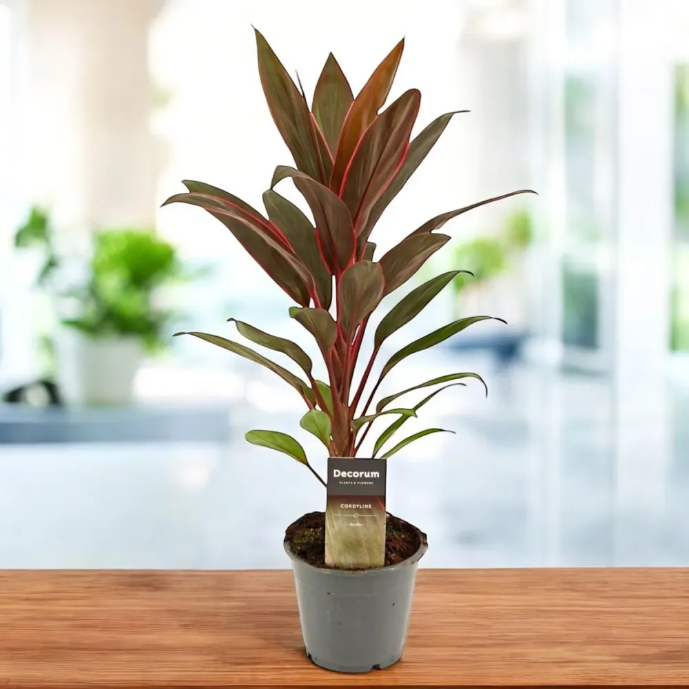 Cordyline ‘Rumba’ – cordilina tropicala cu frunze colorate, simbol al norocului