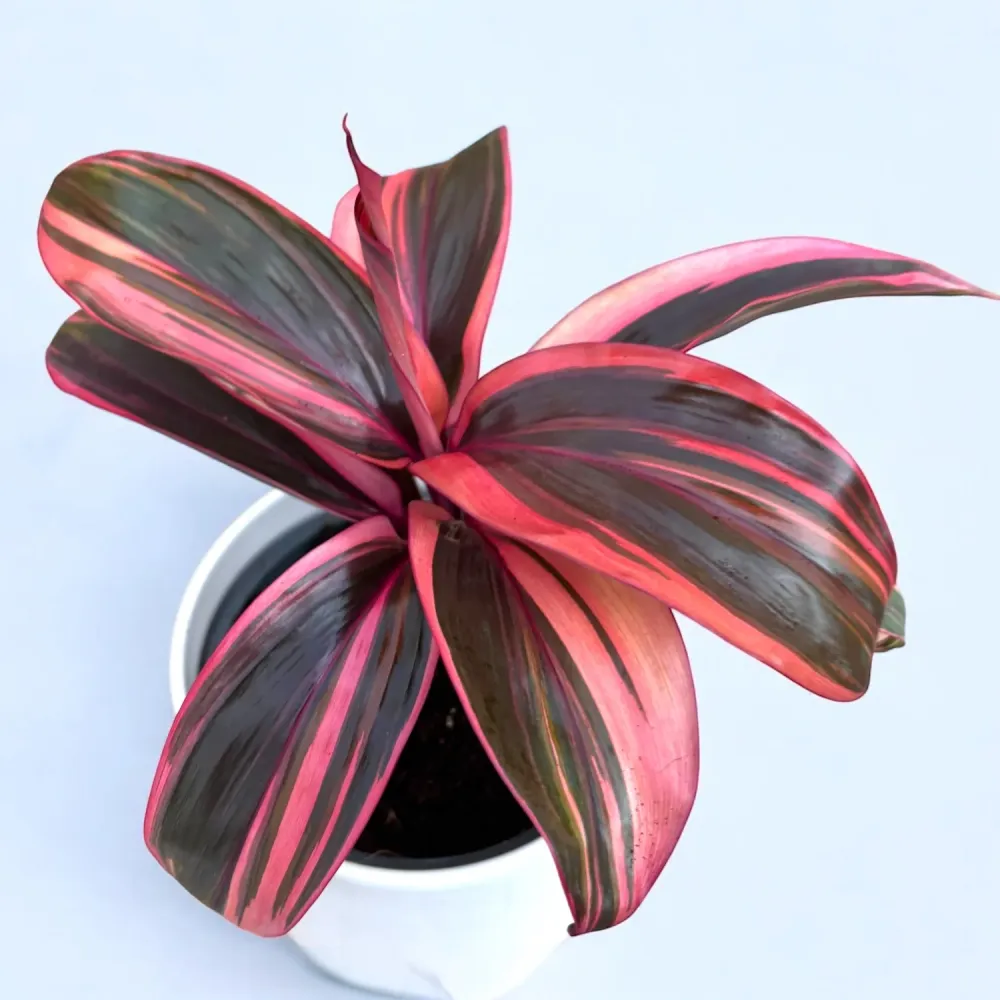 Cordyline ‘Strawberry Queen’ – planta tropicala cu frunzis roz vibrant si aspect exotic
