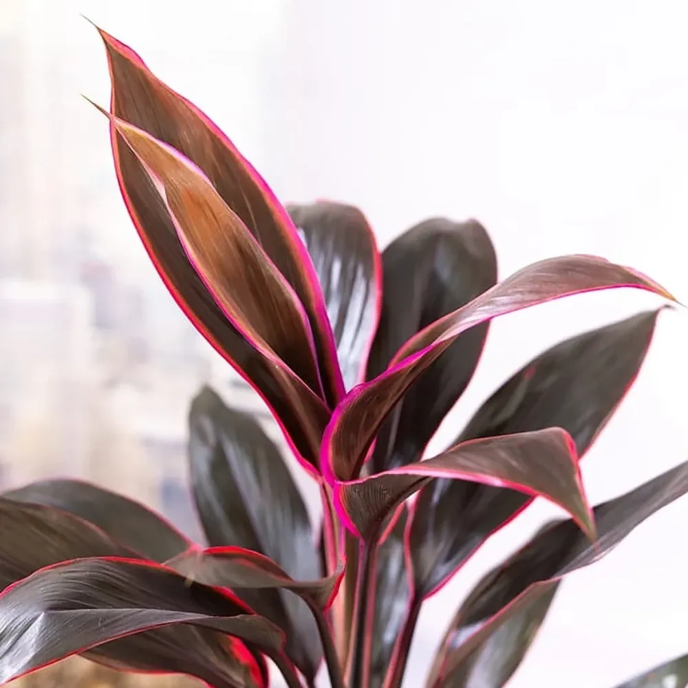 Cordyline ‘Tango’ 3pp – exemplare XL