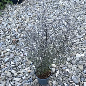 Corokia virgata 'Maori Silver'