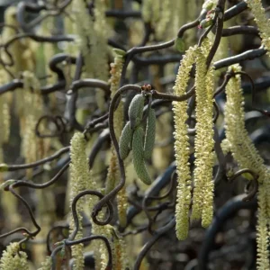 Corylus avellana 'Contorta' (Alun contorsionat, Alun carliontat)