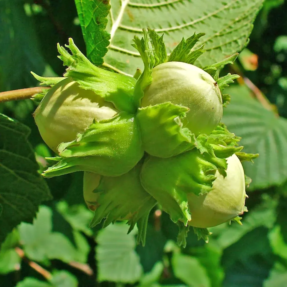 Corylus avellana 'Garibaldi' (Hazelnut) - Alun productiv cu fructe mari si miez aromat