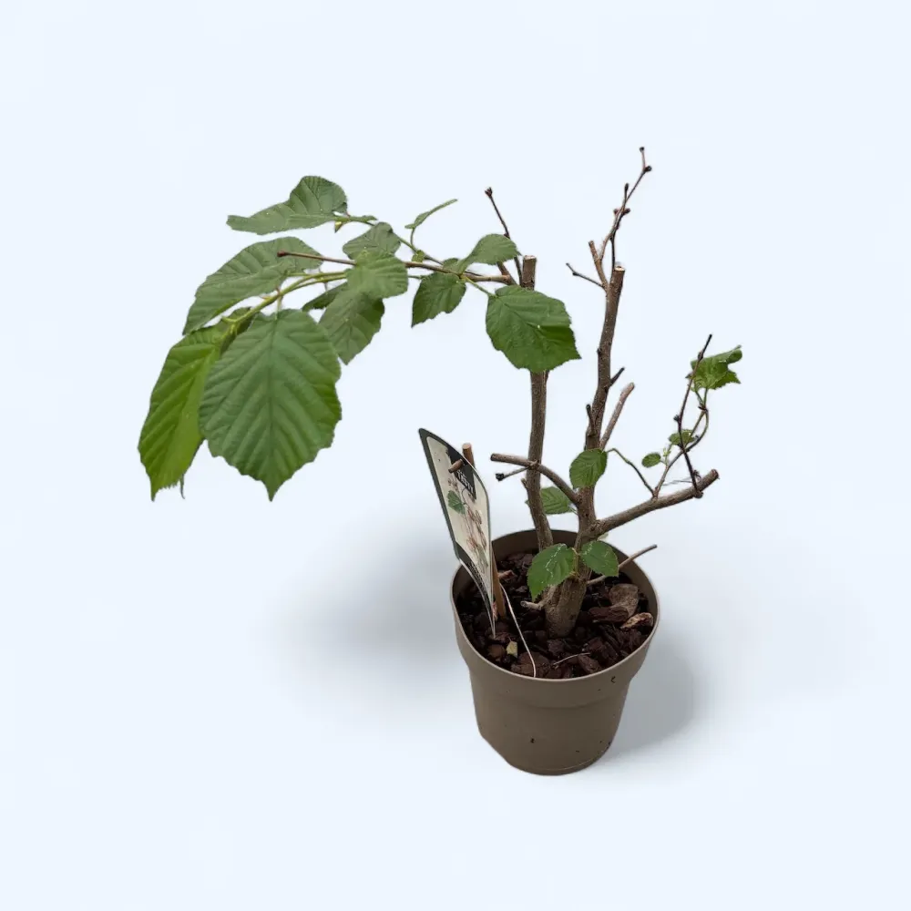 Corylus avellana 'Garibaldi' (Hazelnut) - Alun productiv cu fructe mari si miez aromat