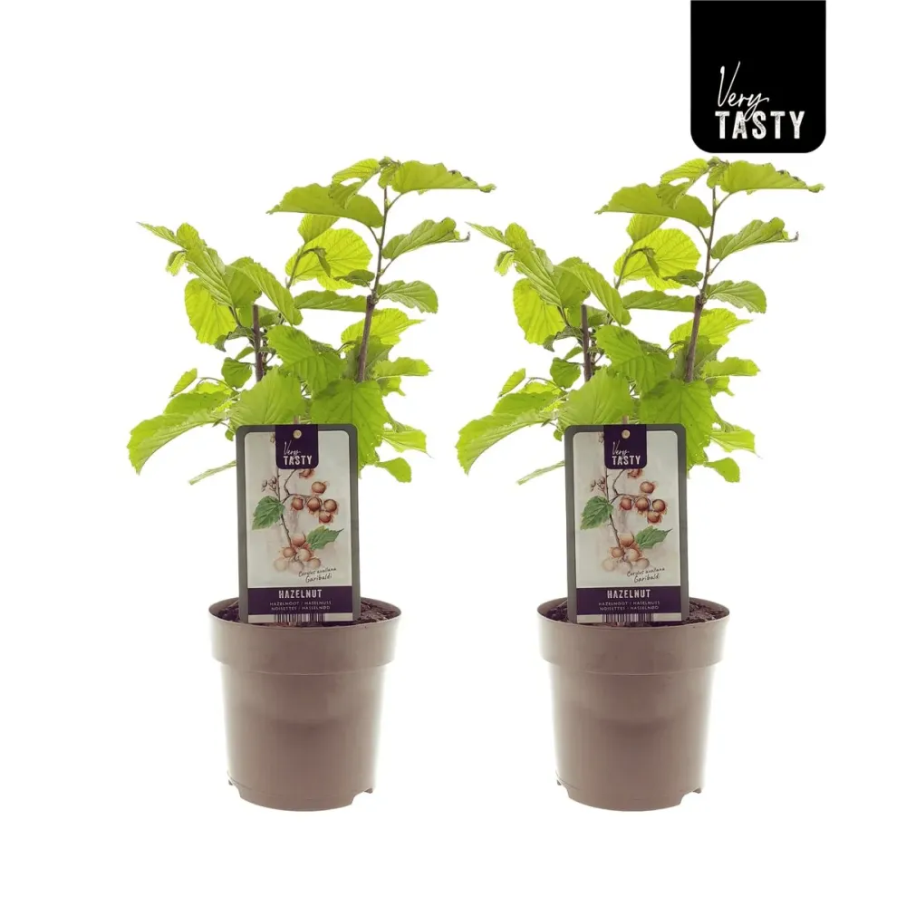Corylus avellana 'Garibaldi' (Hazelnut) - Alun productiv cu fructe mari si miez aromat