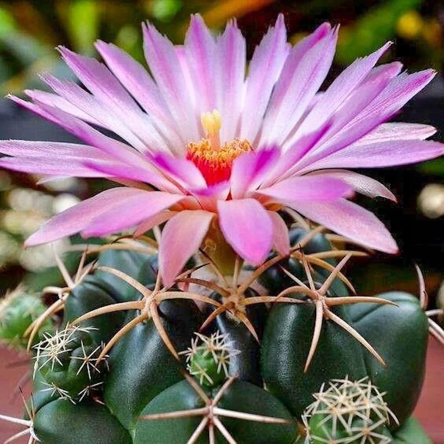 Coryphantha elephantidens – cactus globular cu flori mari, parfumate