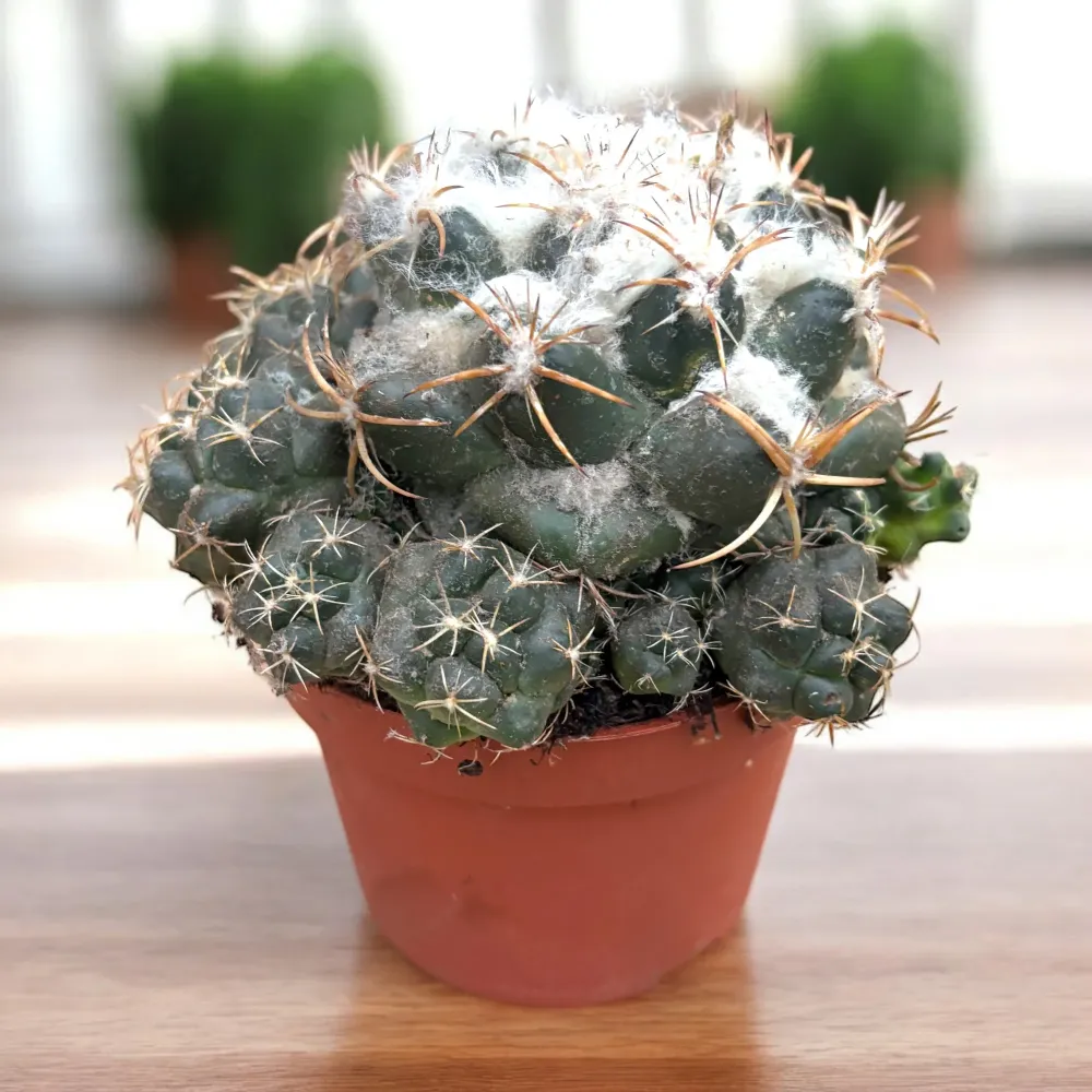 Coryphantha elephantidens – cactus globular cu flori mari, parfumate